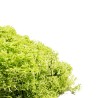 Muschio Nordico 450gr Verde mela